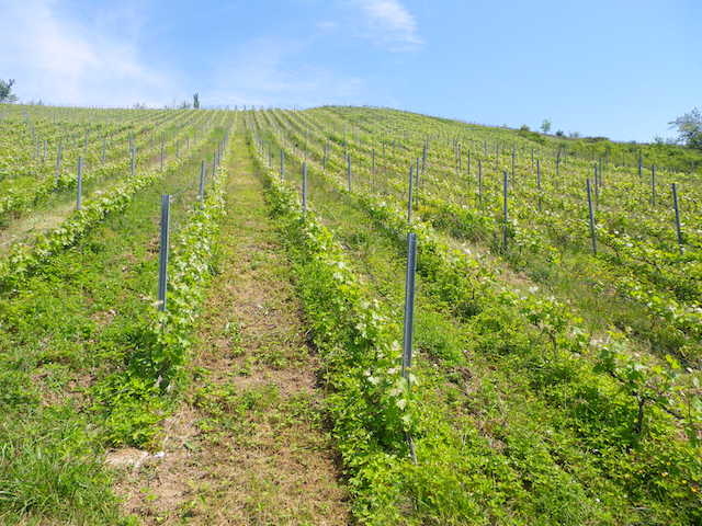 Domaine des Orchis